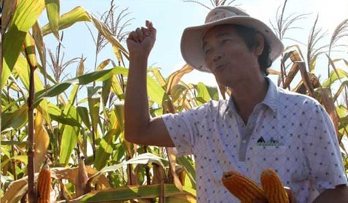 Tổng giám đốc HAGL Nguyễn Văn Sự tại nông trại bắp, Campuchia.