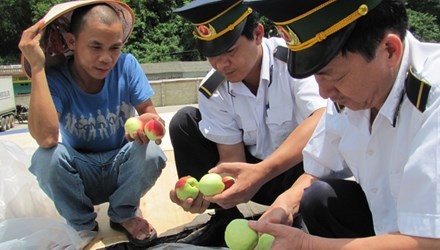 Cửa khẩu Tân Thanh tăng cường kiểm tra hàng hoa quả tươi nhập từ Trung Quốc. Ảnh: Duy Chiến