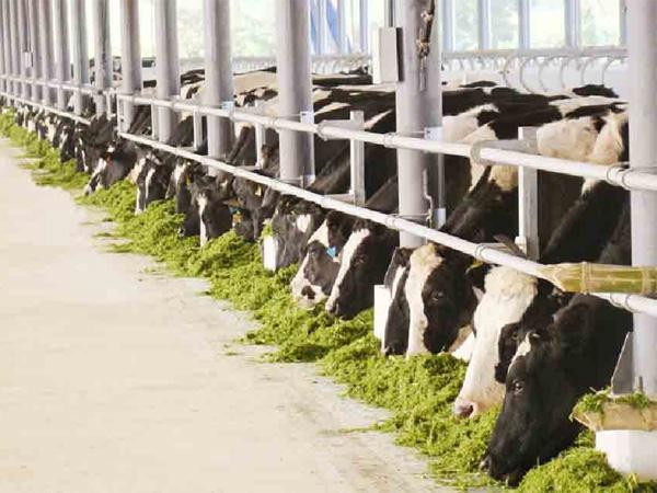 Các trang trại bò sữa của Công ty Vinamilk tại Nghệ An, Lâm Đồng, Tuyên Quang đạt tiêu chuẩn quốc tế Global G.A.P.