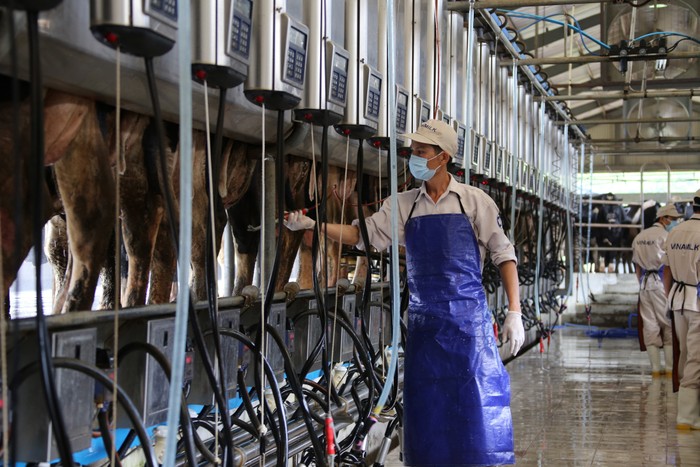 Hệ thống vắt sữa tự động hiện đại tại trang trại của Vinamilk.