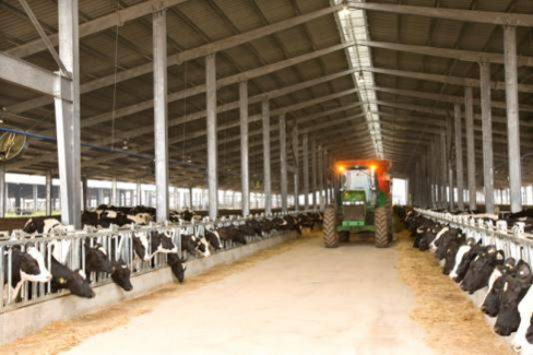 Máy rải thức ăn tự động cho bò