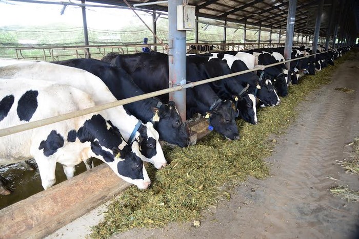 Tổng đàn bò cung cấp sữa cho Vinamilk hiện nay bao gồm các trang trại của Vinamilk và bà con nông dân có ký kết hợp đồng bán sữa cho Vinamilk là hơn 80.000 con bò, mỗi ngày cung cấp gần 600 tấn sữa tươi nguyên liệu.