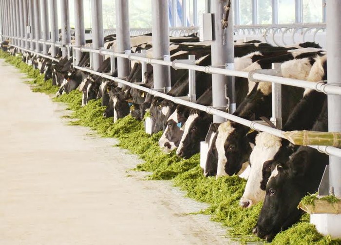 Với việc 5 trang trại được chứng nhận đạt chuẩn GlobalG.A.P đầu tiên tại Đông Nam Á, Vinamilk đã và đang là doanh nghiệp tiên phong trong việc nâng tầm tiêu chuẩn quốc tế cho các sản phẩm sữa của Vinamilk khi đến tay người tiêu dùng.