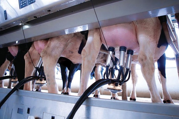 Bò được vệ sinh sạch sẽ trước khi vắt sữa bằng hệ thống thiết bị hiện đại.