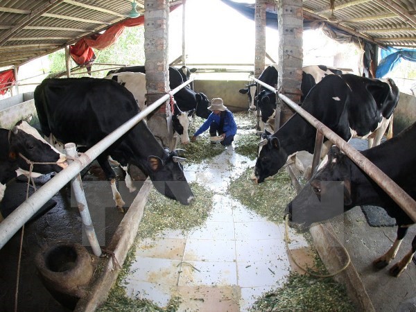 Chăm sóc đàn bò sữa tại hộ gia đình thuộc tỉnh Hưng Yên. (Ảnh: Đình Huệ/TTXVN)
