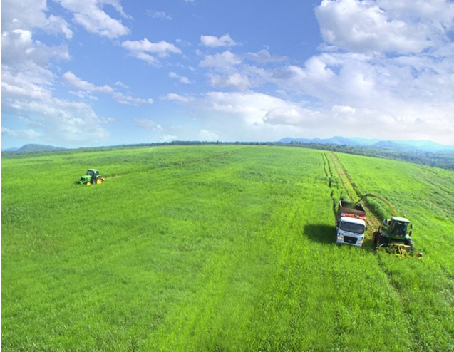 Cánh đồng cỏ nhiều ngàn ha, giống thảo nguyên Châu Âu của TH, nguồn thức ăn được kiểm soát chất lượng cao nhất cho bò sữa.