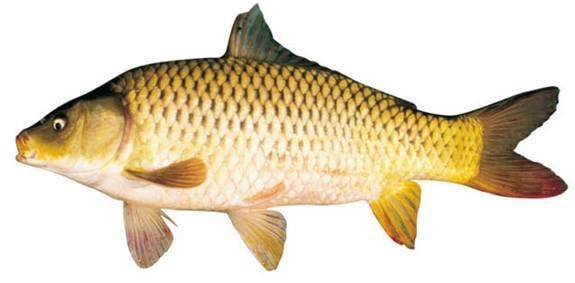 Ăn cá cung cấp nhiều vitamin D cho cơ thể. (Ảnh: News).