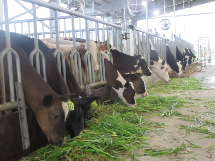 Trang trại mẫu chăn nuôi bò sữa của FrieslandCampina tại xã Mộc Bắc, Duy Tiên, Hà Nam.