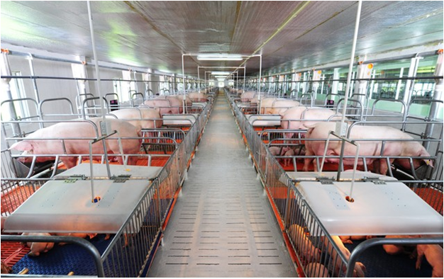 Thịt an toàn là nguồn thịt được giám sát chặt chẽ từ trại nuôi đến tay người tiêu dùng.