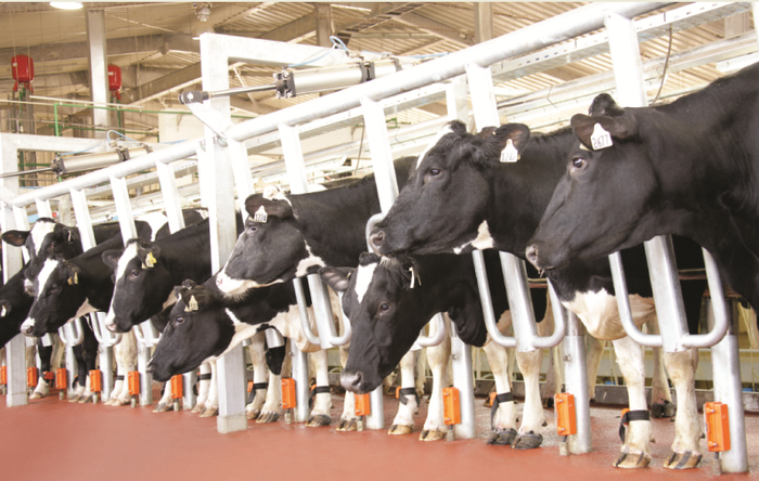 Dự án chăn nuôi bò sữa và sản xuất sữa tập trung quy mô công nghiệp lớn của Tập đoàn TH do BAC A BANK tư vấn đầu tư.