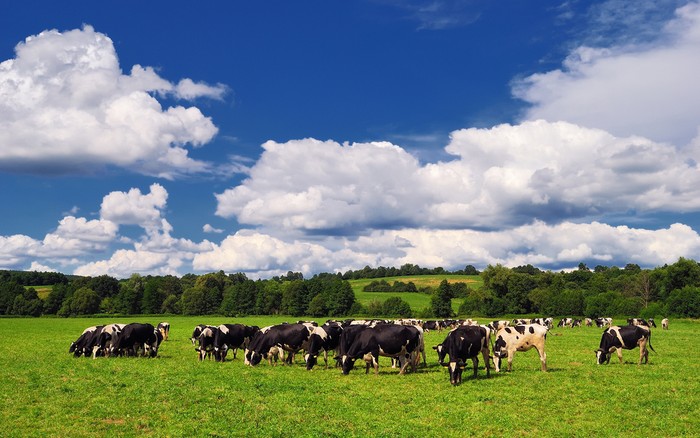 Bò sữa được nuôi trên đồng và ăn cỏ tươi mới cho chất lượng sữa chất lượng. Và các mẹ được quyền truy xuất nguồn gốc để lựa chọn và quyết định mua hàng.