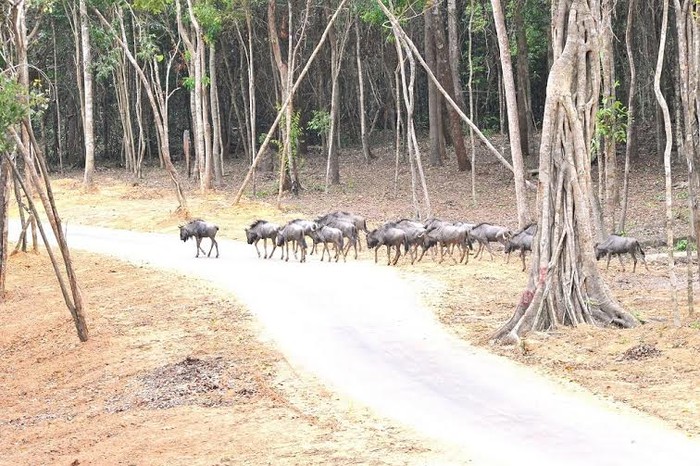 Vinpearl Safari Phú Quốc là công viên động vật hoang dã đầu tiên và duy nhất tại Việt Nam.