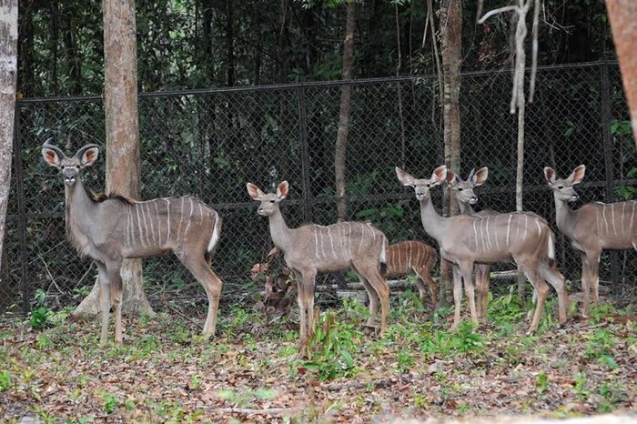 Vinpearl Safari Phú Quốc cũng là công viên đang sở hữu những bộ sưu tập động vật quý hiếm với số lượng lớn hàng đầu Việt Nam.