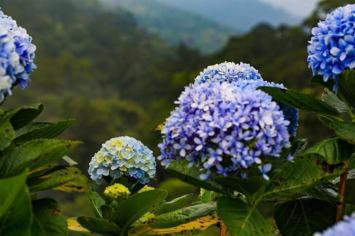 Cẩm tú cầu ở Bà Nà to đẹp hơn hẳn cẩm tú cầu mà bạn thường nhìn thấy ở bất cứ đâu. Mỗi bông hoa ở đây có đường kính lên đến 30cm tựa những quả cầu khổng lồ. Đặc biệt, Cẩm tú cầu ở Bà Nà có 3 màu rõ rệt và đổi màu theo từng giai đoạn sinh trưởng. Khi còn chúm chím nụ, hoa có màu xanh lá mạ, thời kỳ sung mãn nhất hoa màu xanh kem và khi sắp tàn hoa sẽ chuyển sang màu tím
