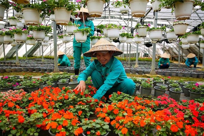 Hàng ngày, trong các khu vườn ươm tại Bà Nà luôn có những công nhân say sưa chăm sóc từng cánh hoa, nâng niu từng nhành lá…