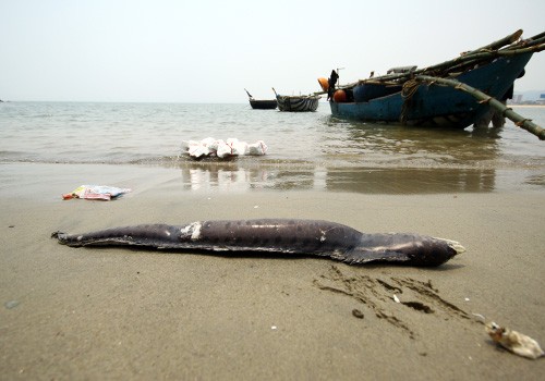 Một con cá chình chết trong tình trạng đang phân hủy, dạt vào bãi biển Nam Ô sáng 27/4. Ảnh: Nguyễn Đông - VnExpress.