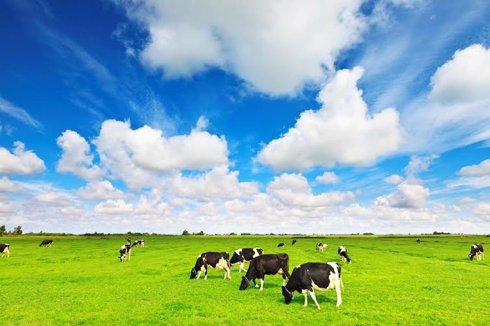 Sữa tươi Vinamilk Organic được sản xuất với nguồn sữa tươi hữu cơ từ đàn bò được chăn thả trên những cánh đồng cỏ rộng lớn hoàn toàn tự nhiên.