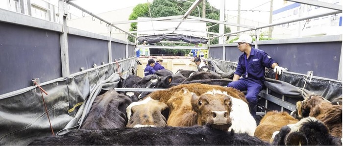 Những “cô bò” Organic đầu tiên lên xe thẳng tiến về trang trại của Vinamilk tại Lâm Đồng.