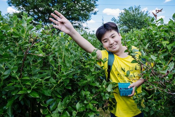 Học sinh Vinschool đang thu hoạch Blueberry tại một trang trại địa phương ở Boston.