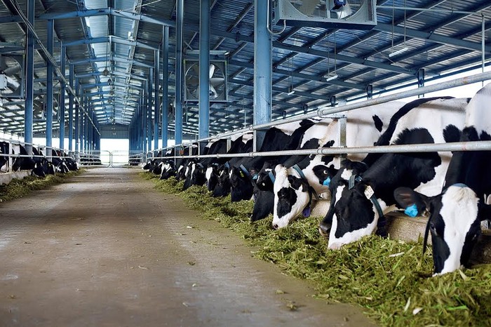 Hệ thống trang trại được xây dựng khép kín, tự động hóa với giống bò được tuyển chọn kỹ lưỡng nhằm đem đến năng suất sữa cao nhất.
