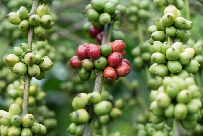 Buôn Mê Thuột xứng đáng là “thánh địa” của cà phê Việt.