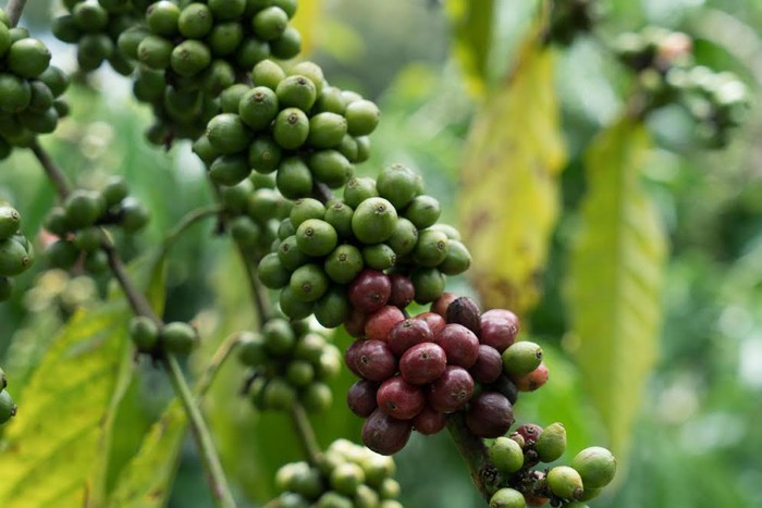 Cây cà phê Buôn Mê Thuột trồng trên vùng đất tốt, khí hậu thích hợp đã cho ra sản phẩm tuyệt vời ngoài sự mong đợi của các công ty Pháp.