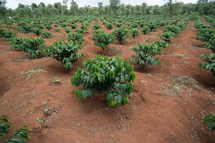 Có những ưu thế đặc trưng về điều kiện tự nhiên, cao nguyên Buôn Mê Thuột không những là nơi cây cà phê sinh trưởng tốt, mà còn tạo nên hạt cà phê chất lượng cao, hương vị khác biệt so với nhiều vùng đất khác.