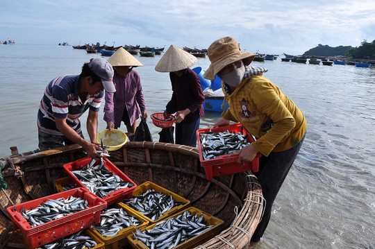 Ngày 20/9 vừa qua, Bộ Y tế đã công bố kết quả nghiên cứu đánh giá mức độ an toàn của hải sản 4 tỉnh miền Trung. Ảnh minh họa.