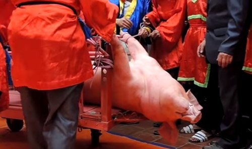 Lễ hội chém lợn vẫn diễn ra bất chấp mọi sự phản đối