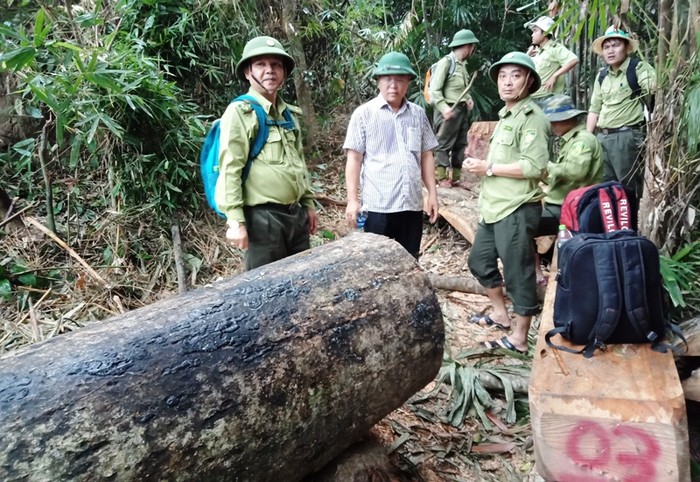 Ông Lê Trí Thanh, Phó Chủ tịch Ủy ban nhân dân tỉnh Quảng Nam (mang áo trắng, đứng giữa) vào tận hiện trường kiểm tra vụ phá rừng. Ảnh: HA