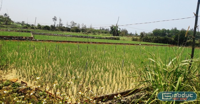 Nhiều diện tích đất trồng tỏi (nghề chính của người dân thôn Thanh Thủy, Bình Hải) sẽ bị giải tỏa, nhường chỗ cho sân golf và các khu nhà biệt thự.