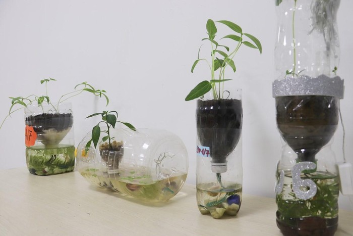 Một sản phẩm tận dụng rác thải nhựa để chế tạo ra các chậu trồng cây cảnh của học sinh Sky-Line. Ảnh: GH