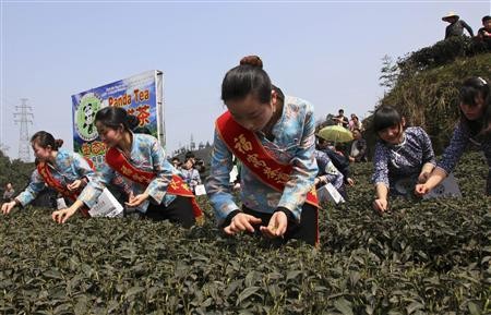 Những công nhân thu hoạch lá của loại trà được bón phân gấu trúc