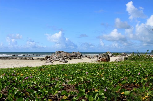 Những bãi rau muống biển xanh rì nằm trên bãi cát trắng