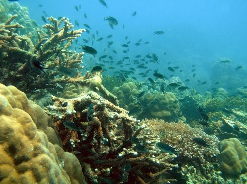 Nằm trong Vịnh Thái Lan, dưới đáy biển Phú Quốc có những loài san hô rất đẹp