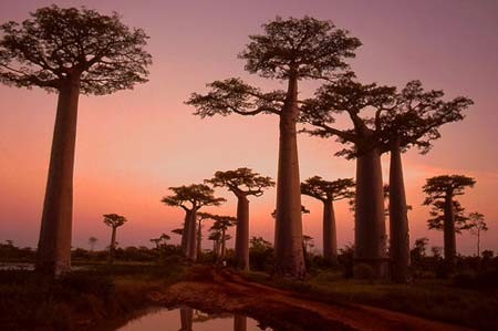 Cây baobab là biểu tượng của Madagascar.