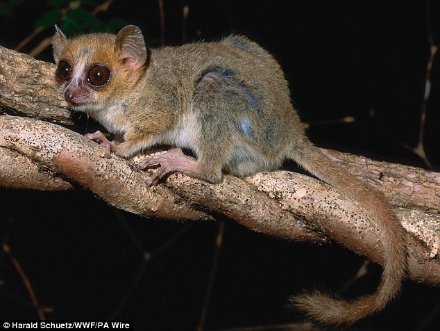 Linh trưởng nhỏ nhất thế giới là một trong 615 loài được phát hiện ở Madagascar trong vòng hơn một thập kỉ.