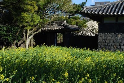 Đến Jeju, bạn sẽ được giới thiệu đi thăm Làng Văn hóa Dân gian Jeju, là địa điểm chính quay bộ phim truyền hình “Nàng Dae Jang Geung” nổi tiếng.