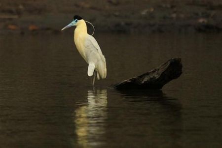 Một con chim diệc trên sông Maranon tại khu bảo tồn Pacaya Samiria ở Peru.