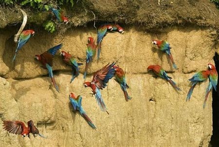 Những con vẹt đuôi dài mang hai màu xanh đỏ tại vùng Madre de Dios, phía nam Peru.