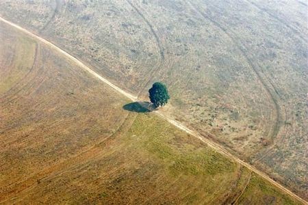Mmột ngọn cây trơ trọi trên một vùng đất trước kia là rừng rậm ở bang Mato Grosso, một bang trong vùng Amazon của Brazil bị ảnh hưởng bởi nạn phá rừng.