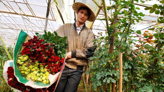 Giá hoa hồng tại Đà Lạt đang giảm mạnh