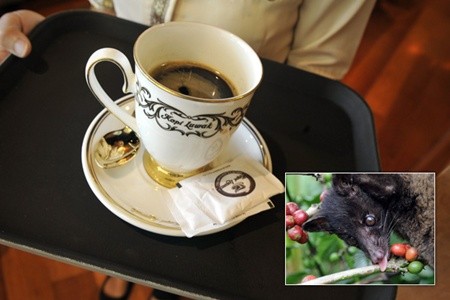 Cà phê chồn - đây là món đồ uống hiếm nhất trên thế giới và được bán với giá là 600 USD một ly.