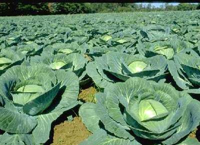 4. Bắp cải về mùa hè thường khó trồng. Để bắp cải cuộn được người trồng phải phun thuốc kích thích rất nhiều