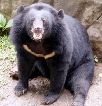 Gấu là loài động vật hoang dã được đã ghi vào trong sách Đỏ Việt Nam