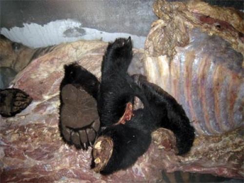 Thịt gấu, tay gấu trở thành món ăn xa xỉ và bổ dưỡng cho nhiều người