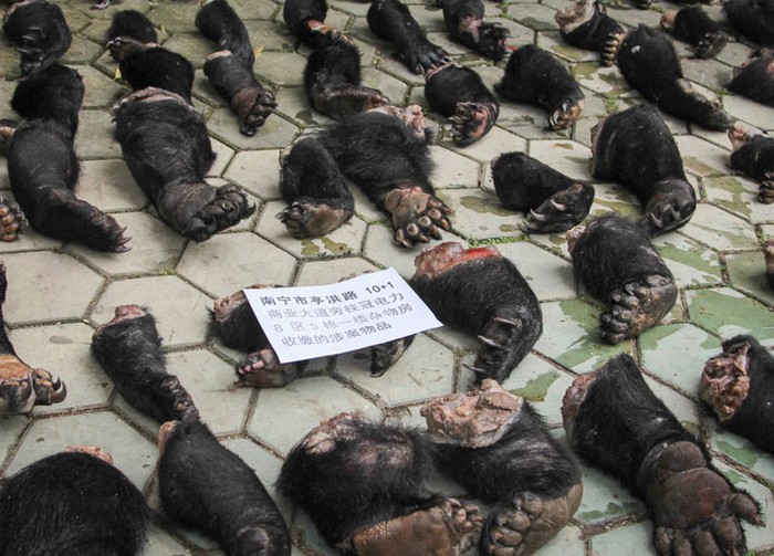 141 chân gấu bị săn trộm được thu hồi tại Nanning, tỉnh Guangxi, Trung Quốc.