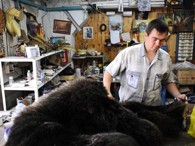 Không chỉ lấy mật, gấu còn bị giết hại để lấy thịt, tay, chân. Cảnh lột da một con gấu ở Nga.