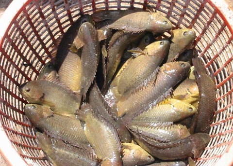 2 mẫu cá rô/11 mẫu kiểm tra bị nhiễm kháng sinh cấm sử dụng và hạn chế sử dụng là Sulfadiazine, Enrofloxacin và Ciprofloxacin tại huyện Vị Thủy, Hậu Giang.