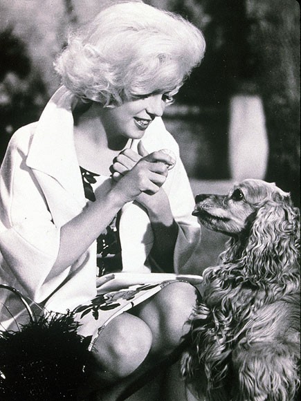 Không chỉ khiến cho các đấng mày râu phải nghiêng ngả, Monroe còn có khả năng khiến các chú cún cưng yêu quý. Trong một cảnh phim "Something's Got to Give" được sản xuất năm 1962, tất cả những gì mà chú chó trong phim có thể làm là nhìn bà không chán.